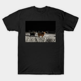 Highland Cattle bull and cow in the dark T-Shirt